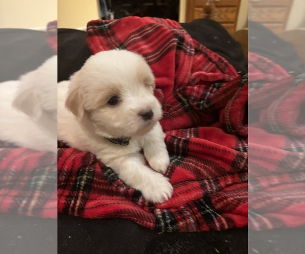 Medium Photo #7 Coton de Tulear Puppy For Sale in BIG RAPIDS, MI, USA