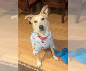 Mutt Dogs for adoption in Coralville, IA, USA