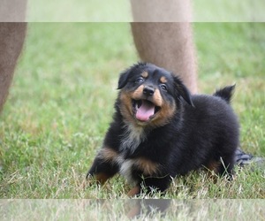 Miniature Australian Shepherd Puppy for sale in PALM COAST, FL, USA