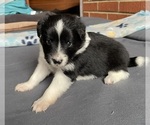 Puppy Spotify Border Collie-Papillon Mix
