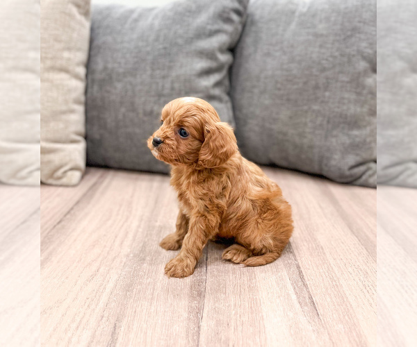 Medium Photo #4 Cavapoo (Miniature) Puppy For Sale in MILLERSBURG, OH, USA