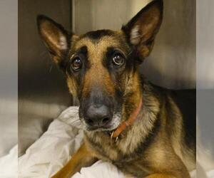 German Shepherd Dog Dogs for adoption in San Antonio, TX, USA