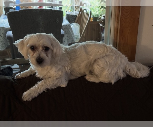Medium Photo #1 Maltese Puppy For Sale in COLUMBIA CITY, IN, USA