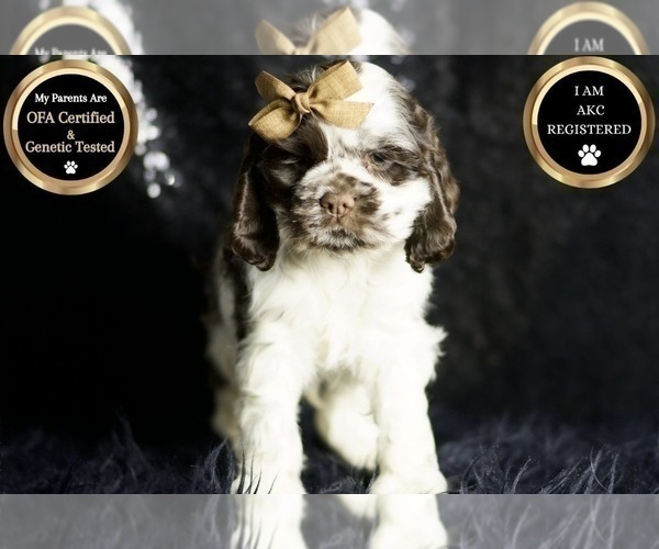 Medium Photo #69 Cocker Spaniel Puppy For Sale in WARSAW, IN, USA