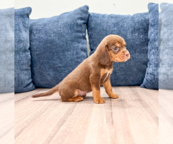 Medium Photo #3 Beaglier Puppy For Sale in MILLERSBURG, OH, USA