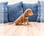 Small #2 Beaglier