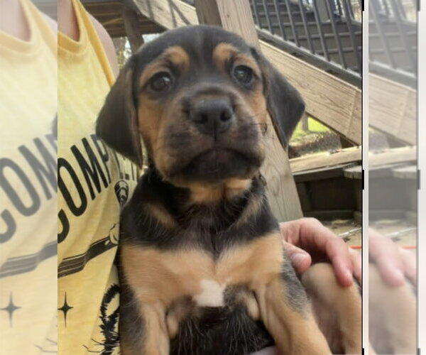 Medium Photo #1 Beagle-Unknown Mix Puppy For Sale in Hillsboro, MO, USA