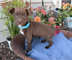 Labrador Retriever-Unknown Mix Dogs for adoption in Duluth, MN, USA