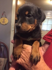 Rottweiler Puppy for sale in LANHAM, MD, USA