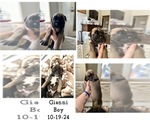 Puppy Gianni Bullmastiff