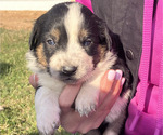 Puppy Bamma Border Collie-English Shepherd Mix