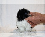 Small #22 ShihPoo