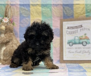 Cavapoo Puppy for sale in LANCASTER, PA, USA