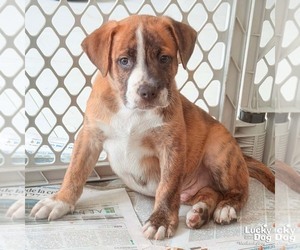 Retriever -Unknown Mix Dogs for adoption in Washington, DC, USA
