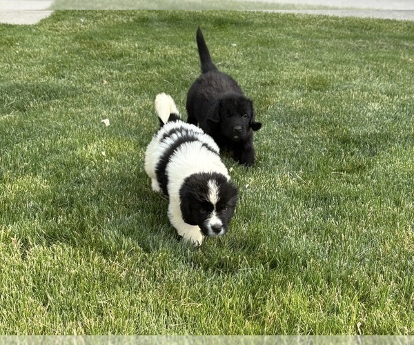 Medium Photo #10 Newfoundland Puppy For Sale in WAUSEON, OH, USA
