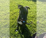 Small #2 Labrador Retriever