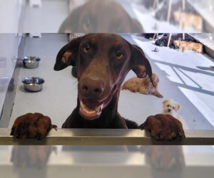 Doberman Pinscher Dogs for adoption in Studio City, CA, USA