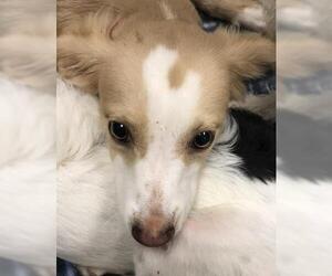 Cairn Terrier-Unknown Mix Dogs for adoption in Conroe, TX, USA