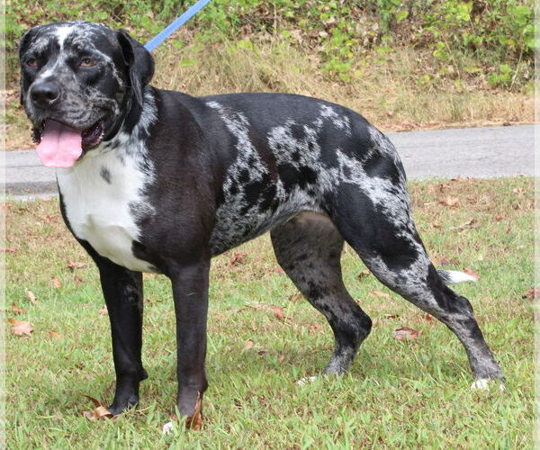 Medium Photo #2 Catahoula Leopard Dog-Unknown Mix Puppy For Sale in Prattville, AL, USA
