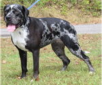 Small #1 Catahoula Leopard Dog Mix