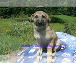 Small #1 German Shepherd Dog