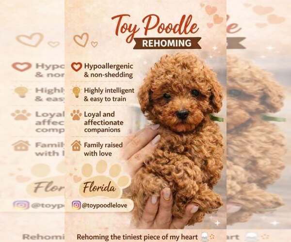 Medium Photo #1 Poodle (Toy) Puppy For Sale in NORTH PORT, FL, USA