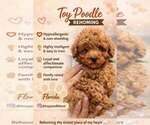 Image preview for Ad Listing. Nickname: Toy Poodle