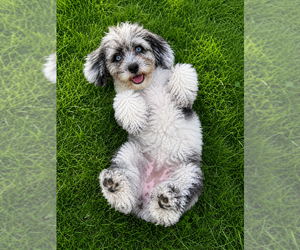 Cavapoo (Miniature) Puppy for Sale in DURHAM, Connecticut USA