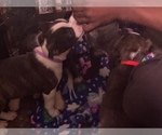 Small Photo #25 Boston Terrier-Collie Mix Puppy For Sale in COLUMBUS, OH, USA