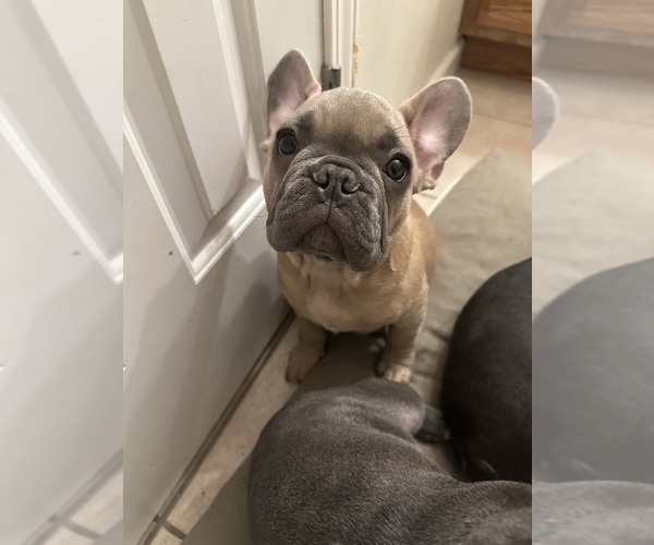 Medium Photo #5 French Bulldog Puppy For Sale in FITCHBURG, WI, USA
