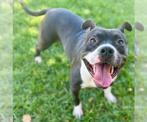 American Pit Bull Terrier-Unknown Mix Dogs for adoption in Riverside, CA, USA