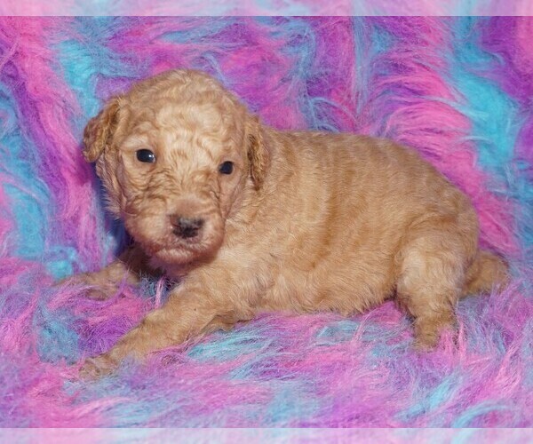 Medium Photo #2 Labradoodle Puppy For Sale in LA HABRA, CA, USA
