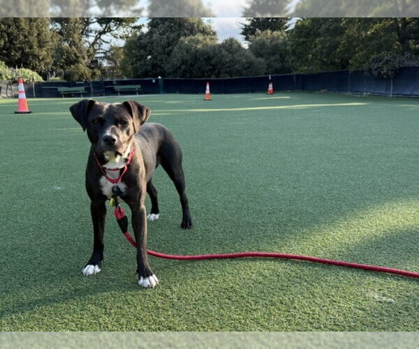 Medium Photo #8 Mutt Puppy For Sale in San Francisco, CA, USA
