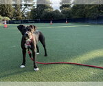 Small #7 Mutt