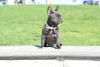 Small Photo #8 French Bulldog Puppy For Sale in INGLEWOOD, CA, USA