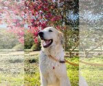 Small Photo #12 Great Pyrenees Puppy For Sale in Spring, TX, USA