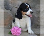 Small Photo #3 English Springer Spaniel Puppy For Sale in GORDONVILLE, PA, USA