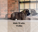 Puppy Puppy 5 Akita