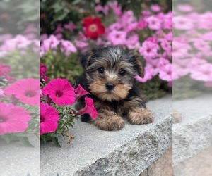 Yorkshire Terrier Puppy for sale in CANOGA, NY, USA