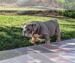 Small Photo #12 English Bulldog Puppy For Sale in RIVERSIDE, CA, USA