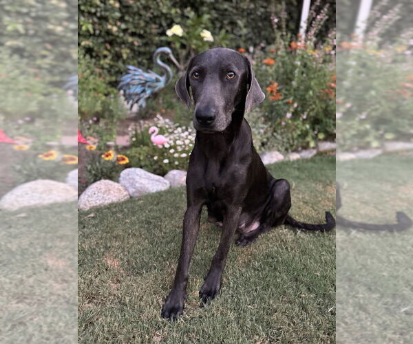 Medium Photo #2 Weimaraner Puppy For Sale in Dana Point, CA, USA