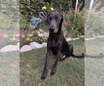 Small #1 Weimaraner