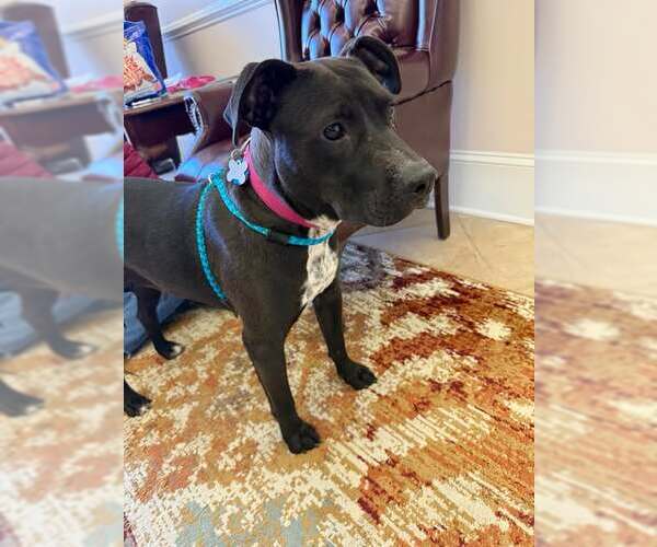 Medium Photo #7 American Pit Bull Terrier-Labrador Retriever Mix Puppy For Sale in Holly Springs, NC, USA
