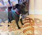 Small #6 American Pit Bull Terrier-Labrador Retriever Mix