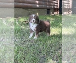 Puppy 10 Australian Shepherd