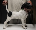 Small Photo #1 German Shorthaired Pointer Puppy For Sale in KANSAS CITY, KS, USA