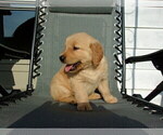 Small Photo #17 Golden Retriever Puppy For Sale in SUGARCREEK, OH, USA