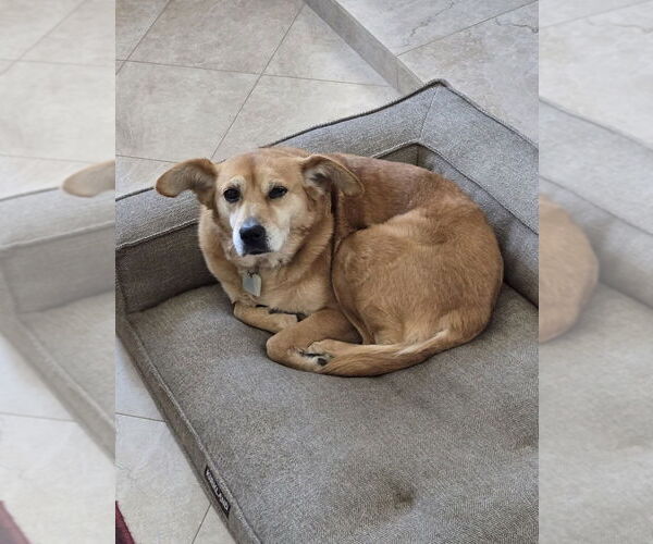 Medium Photo #2 Fox Terrier (Toy)-Unknown Mix Puppy For Sale in Dana Point, CA, USA