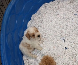 Poodle (Toy) Puppy for sale in SPOTSYLVANIA, VA, USA