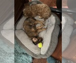 Small Photo #20 Cavachon Puppy For Sale in OLYMPIA, WA, USA